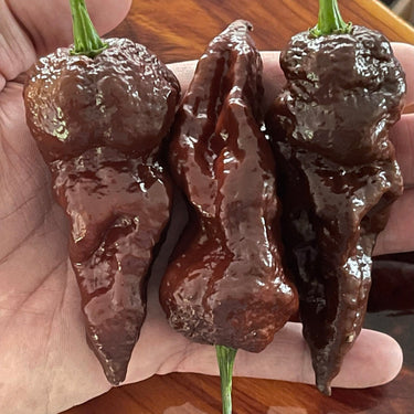 Bhut Jolokia Chocolate Ghost - Seeds - The Pepper Pantry (Formerly Marie Sharp's)